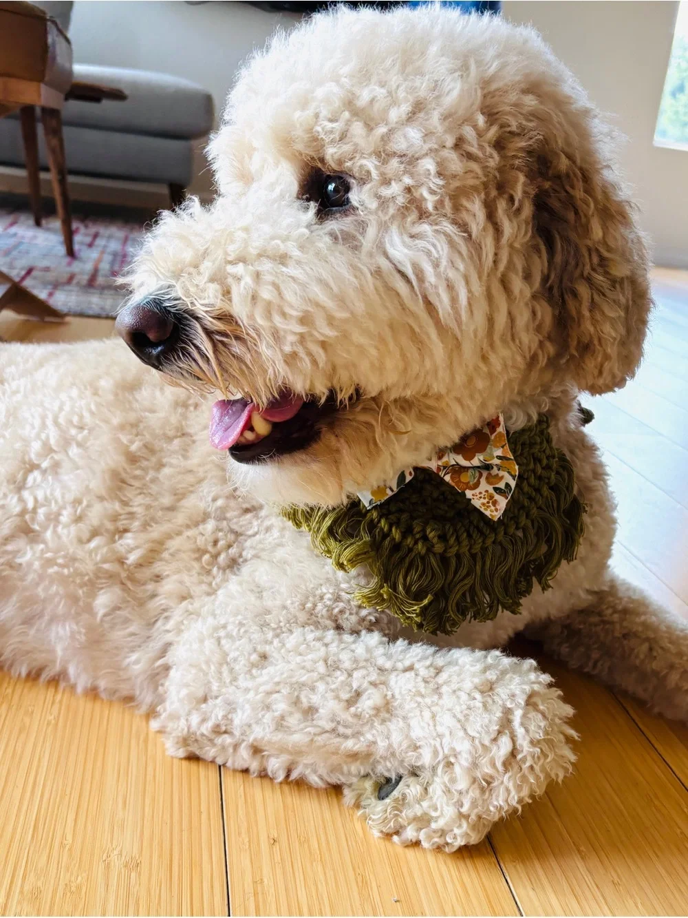 N/A olive dog